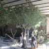 New design good quality large olive tree exporting