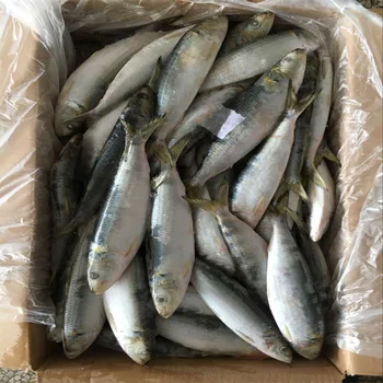 frozen shad for sale