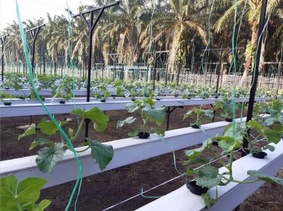 hydroponic nft