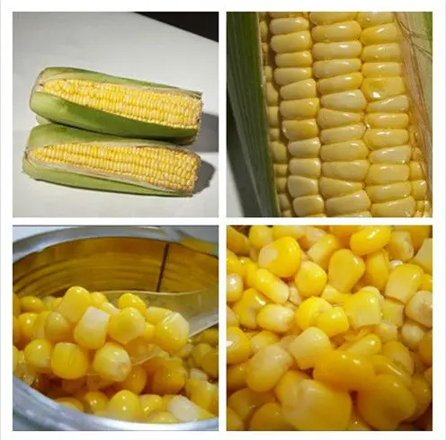 canned sweet corn (2)