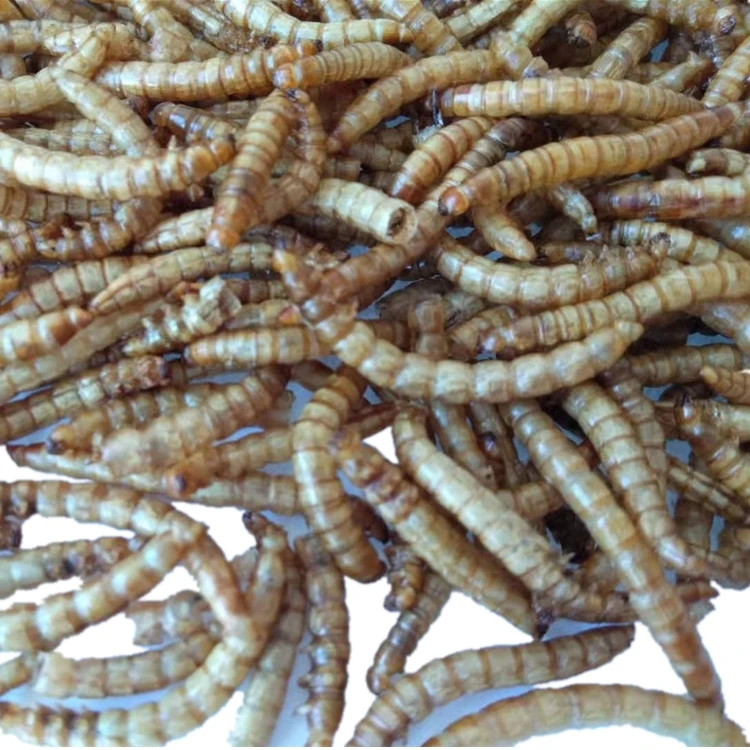 dry mealworm in bulk.jpg