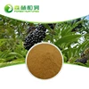 Herbal supplements manyprickle acanto-panax root extract free sample with high sales volume