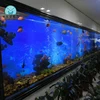 Jiaxing supplies backgrounds aquarium fish for sale