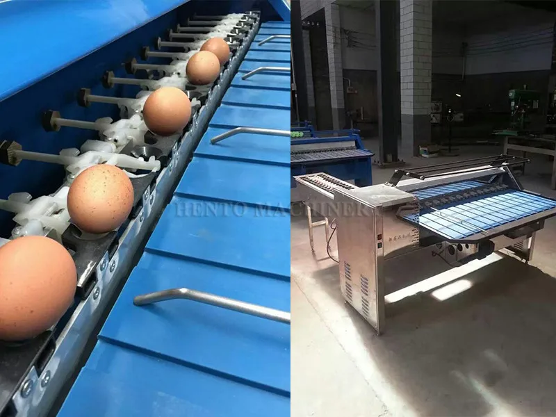 high quality egg sorting machine / egg weight so