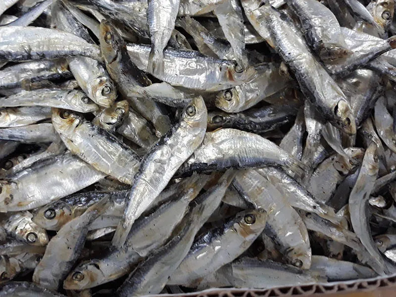 Dried Big Eye Herring From Vietnamese Factory 2022 Best Price For You