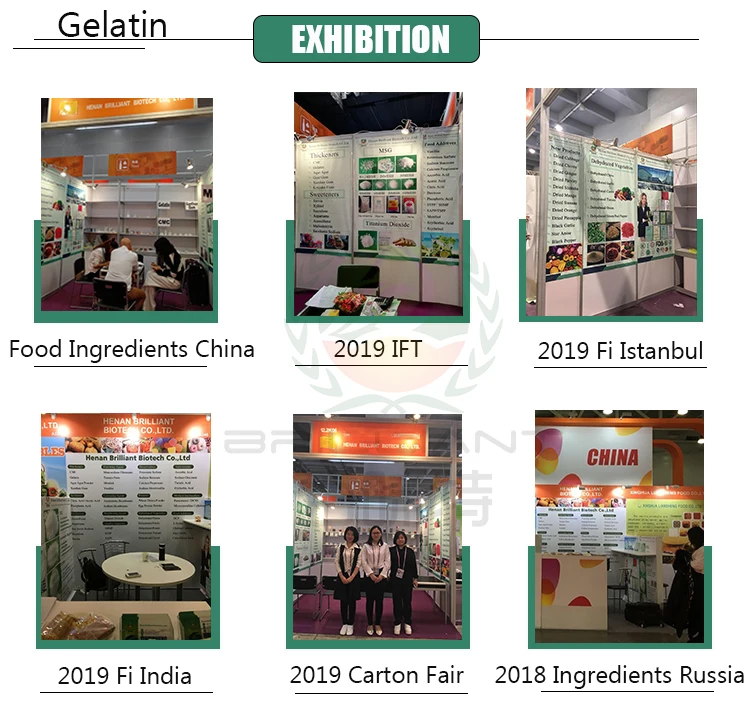 Gelatin Exhibition