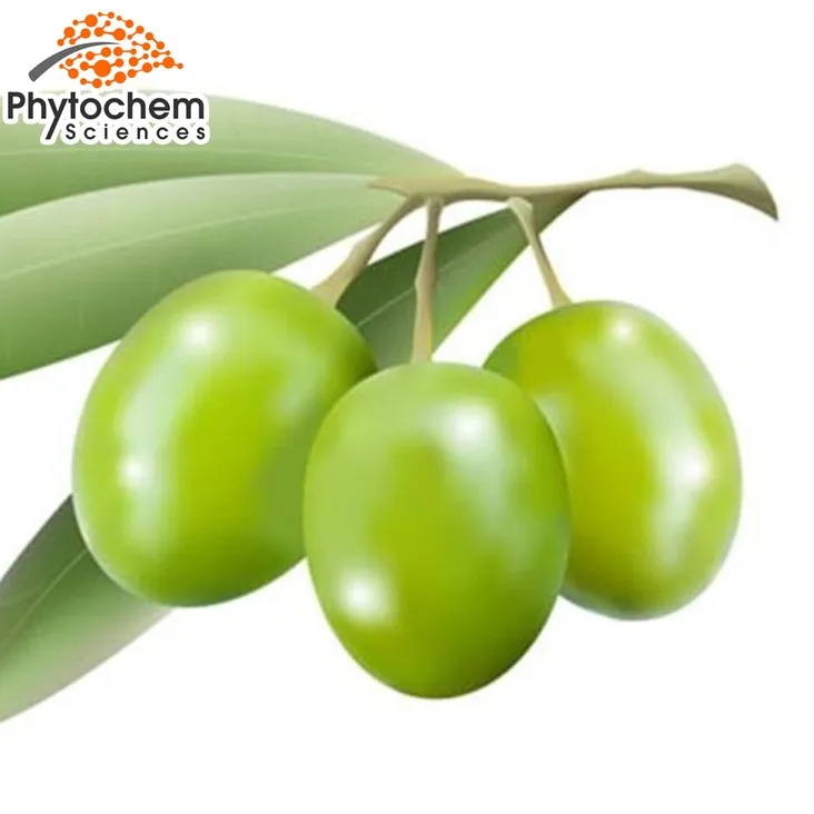 Pure Natural Olive Leaf Extract Hydroxytyrosol Oleuropein Olive Leaf Extract Buy Olive Leaf Extract Hydroxytyrosol Oleuropein Olive Leaf Extract Product On Alibaba Com