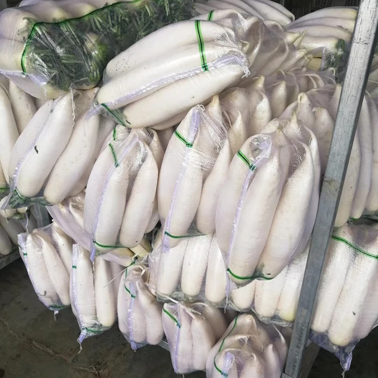 chinese supplier white radish artificial green radish fresh big