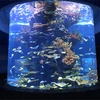 cylinder tube plexiglass