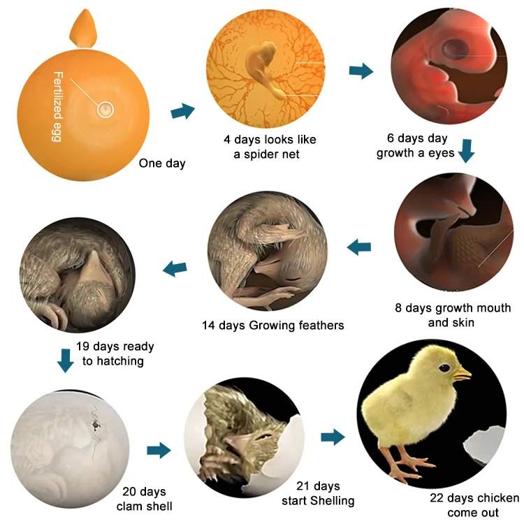 880 egg incubator-51.jpg