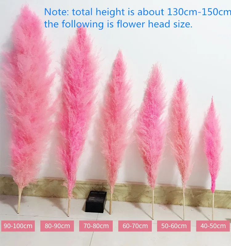pampas grass (2).jpg