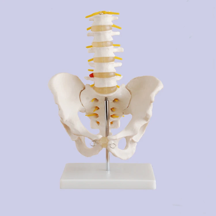 20x15x10cm 0.4kg Human Pelvis Model With 5pcs Lumbar Vertebrae