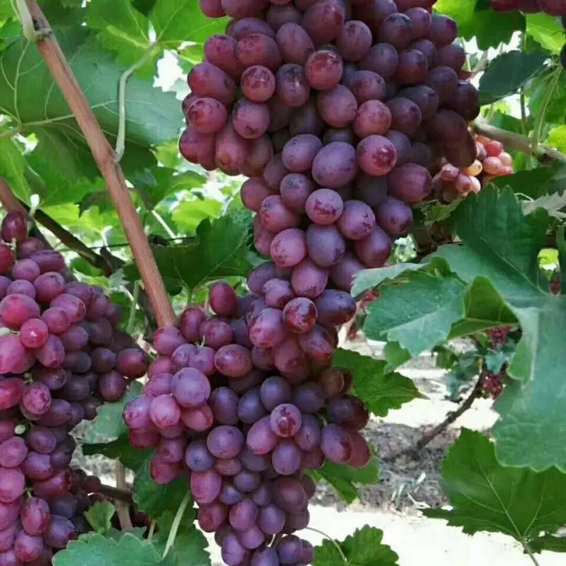 Fresh Red Globe Grapes Chinese Red Grapes Red Globe Grape - Buy High ...