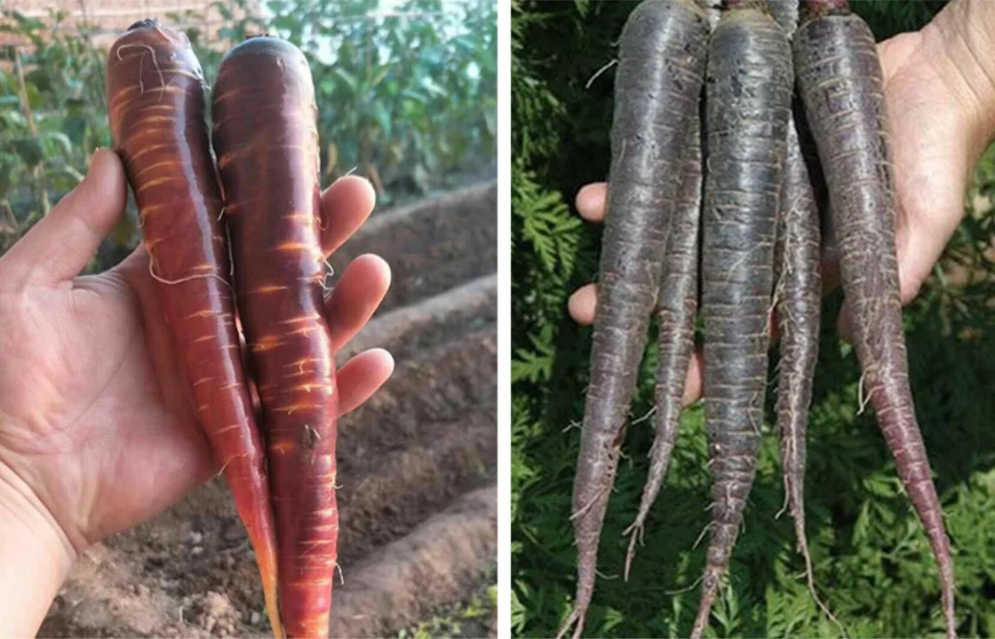 销售在线,华骏紫色胡萝卜种子,华骏紫胡萝卜种子中国供应商最佳价格