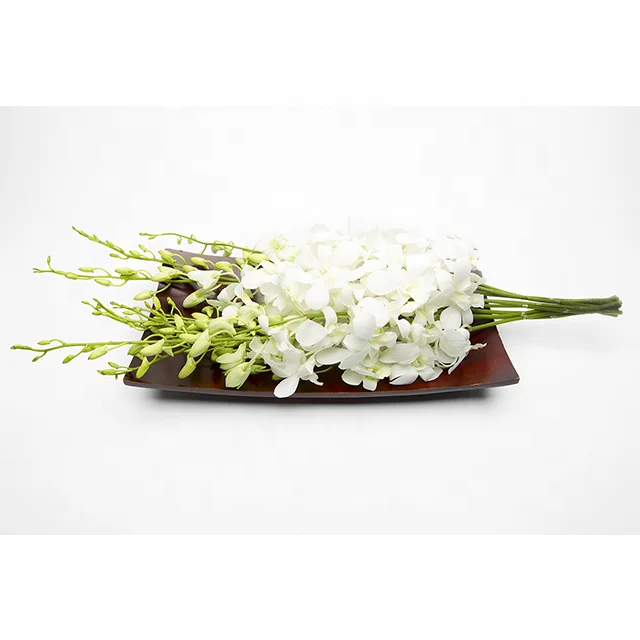 White Orchid Flower Buy White Orchids Fresh Orchids Orchid Sale Product On Alibaba Com