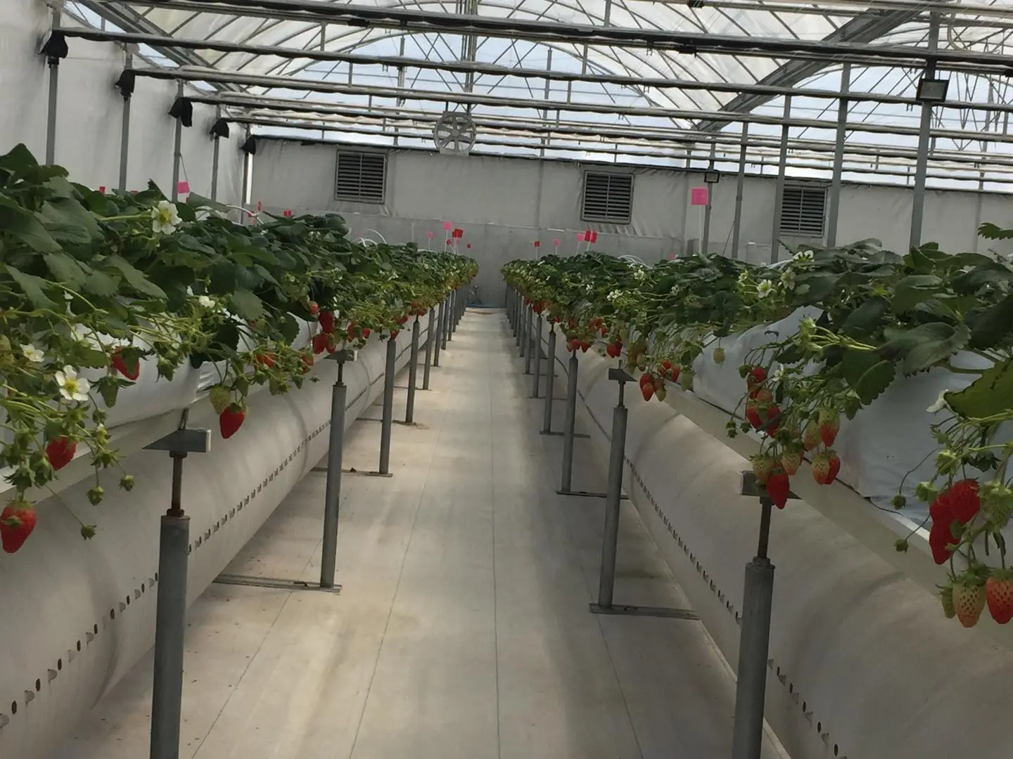 New Design Complete Hydroponic Strawberry Gutter System For Growing