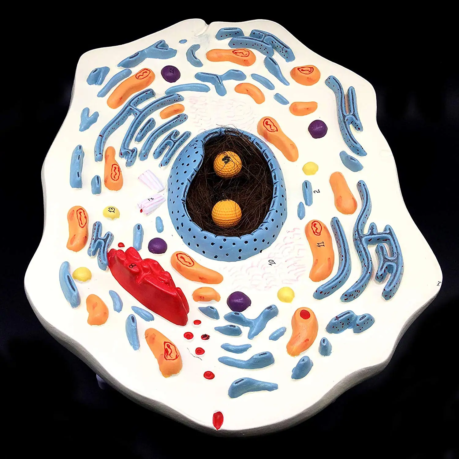 20000x Enlarged Animal Cell Model Anatomically Accurate Cell Model