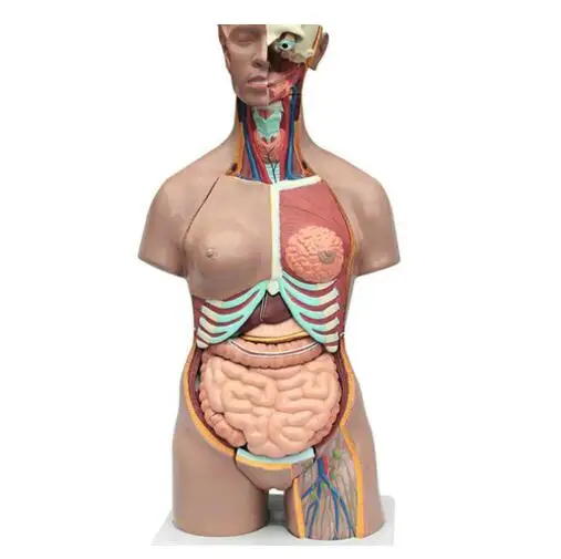 
Dual-Sex Torso with Head and Open Back 