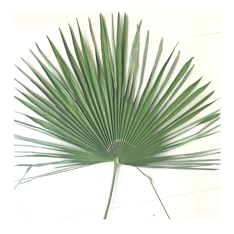 Wholesale Green Palm Leaves & Palmetto Leaves For Wedding Decoration