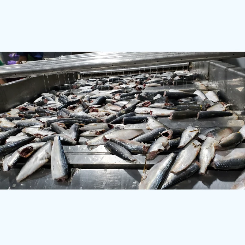 sardines1 (3)