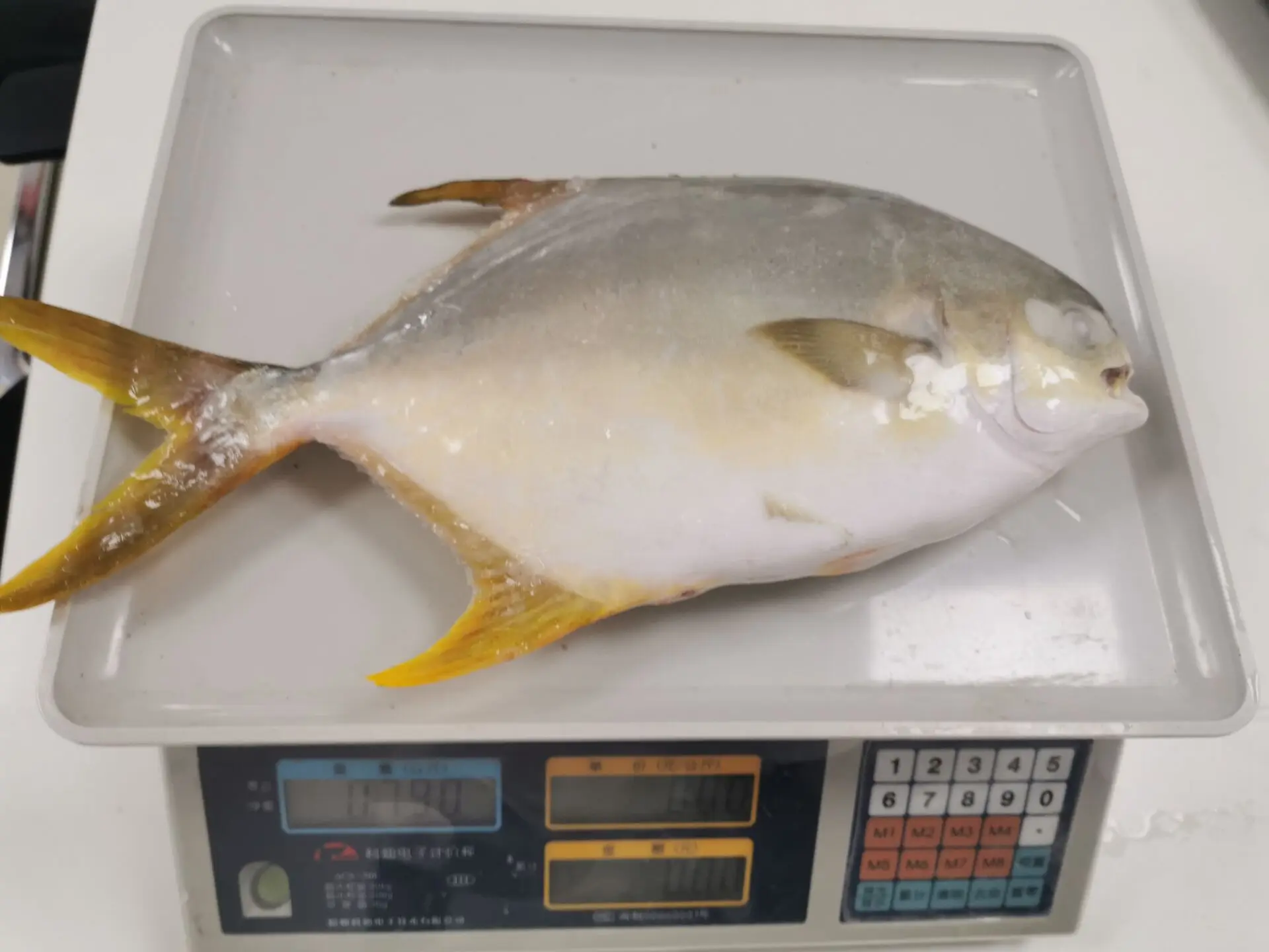 Frozen Golden Pompano Fish Pomfret Buy Frozen Golden Pompano Fish
