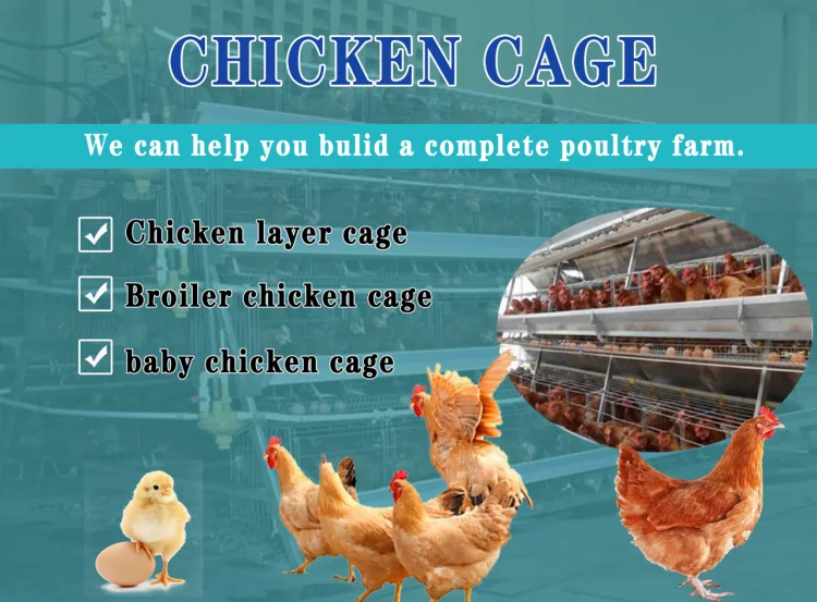 Egg Layer Chicken Cage For South Africa Poultry Farm Chicken House ...