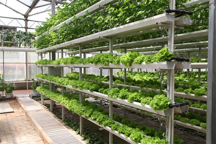 indoor hydroponic greenhouse