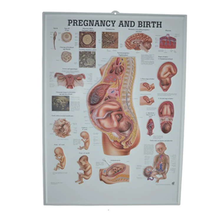 Pregnancy Anatomical Chart Anatomy Poster Anatomical