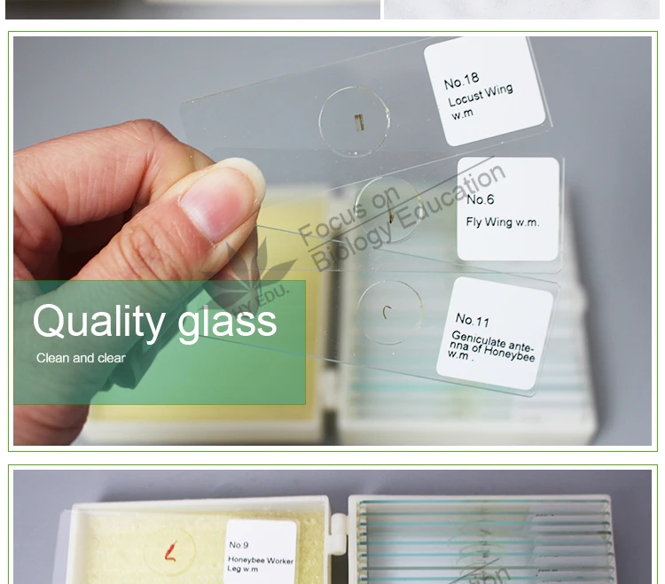 25 Kinds Insects Whole Mount Slides Entomology Microscope Slides