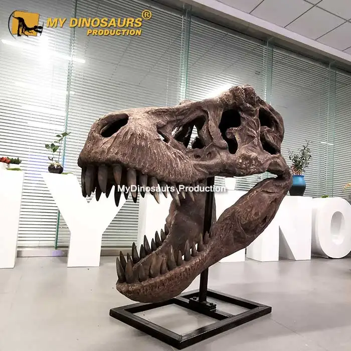 buy real dinosaur skeleton