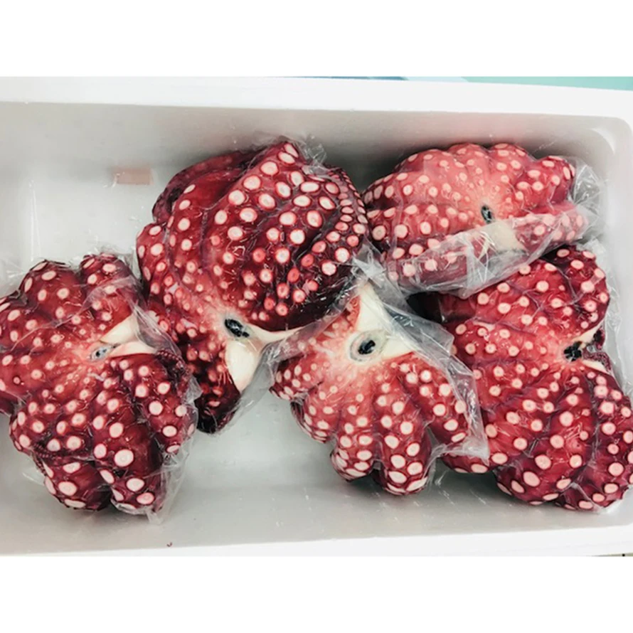 
Octopus plump texture 10kg steamed Japanese fish fresh seafood 
