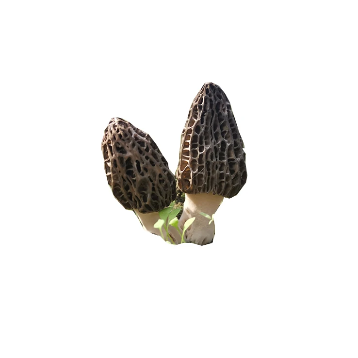 Wholesale High Quality Dried Morel Mushroom Dry Morchella Conica Buy High Quality Dried Morel