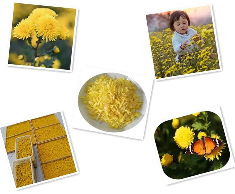 Chinese Health Care Tea Natural Chrysanthemum Tea - 4uTea | 4uTea.com