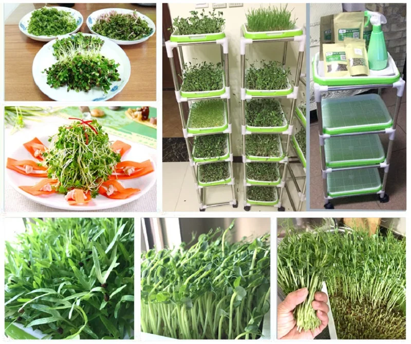 seedling garden system.jpg