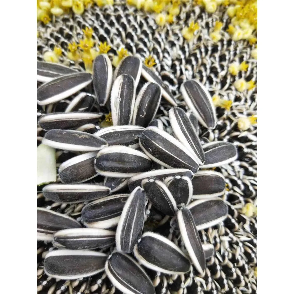 
2020 High Performance Raw Natural Chinese wholesale sunflower black seeds 