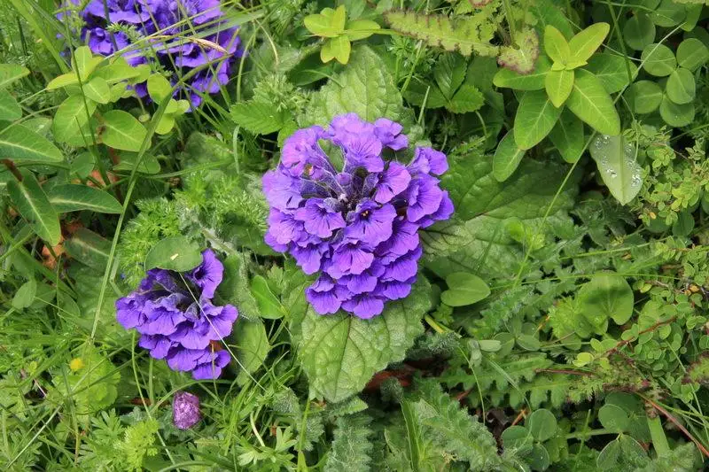 botanical ajuga turkestanica extract powder 10:1