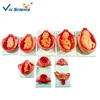 High Quality Model of The Development Process for Fetus