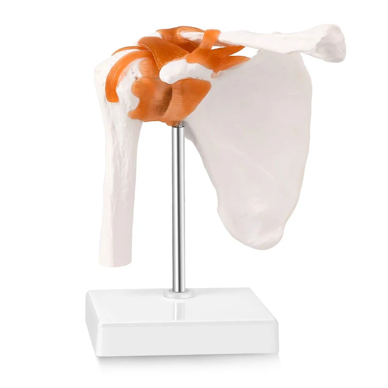 21cm Tall Pvc 0.7kg Human Skeleton Model , Shoulder Joint Model