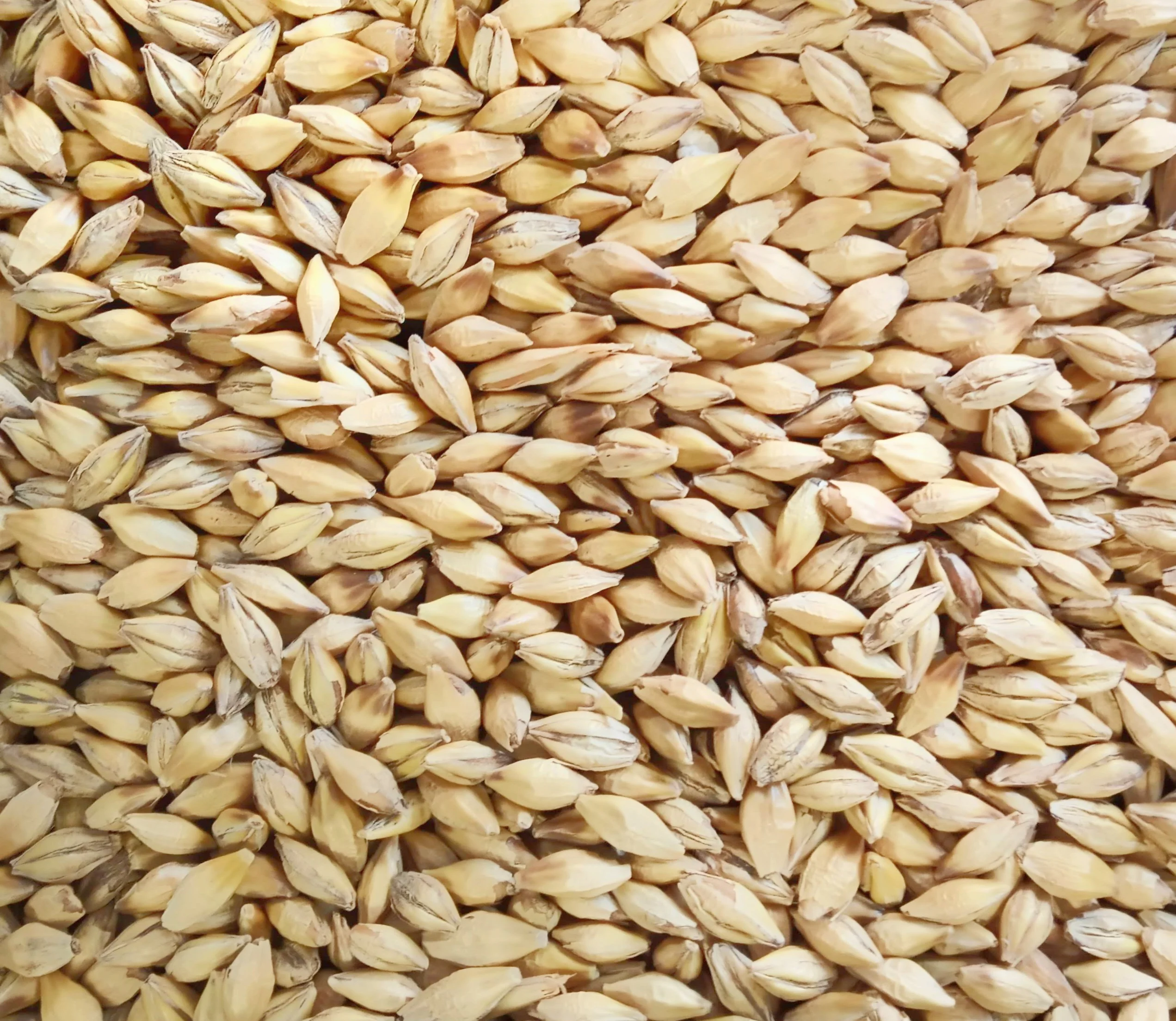 Argenitine-Feed-Barley.jpeg