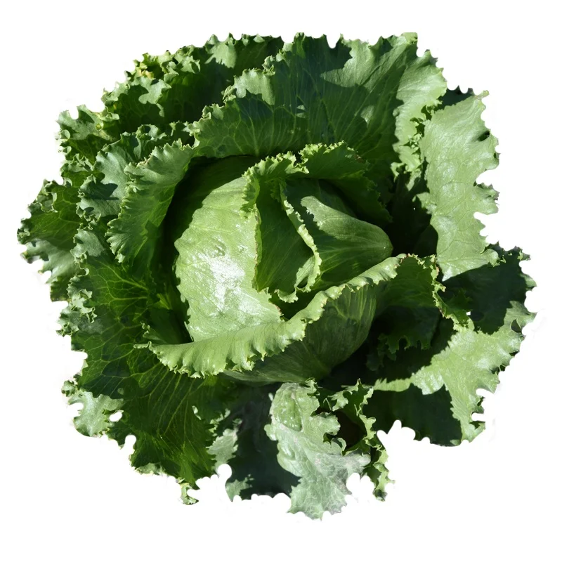 
Hot Selling Edible Vegetables Seeds Lettuce Seed For Home Gardening 