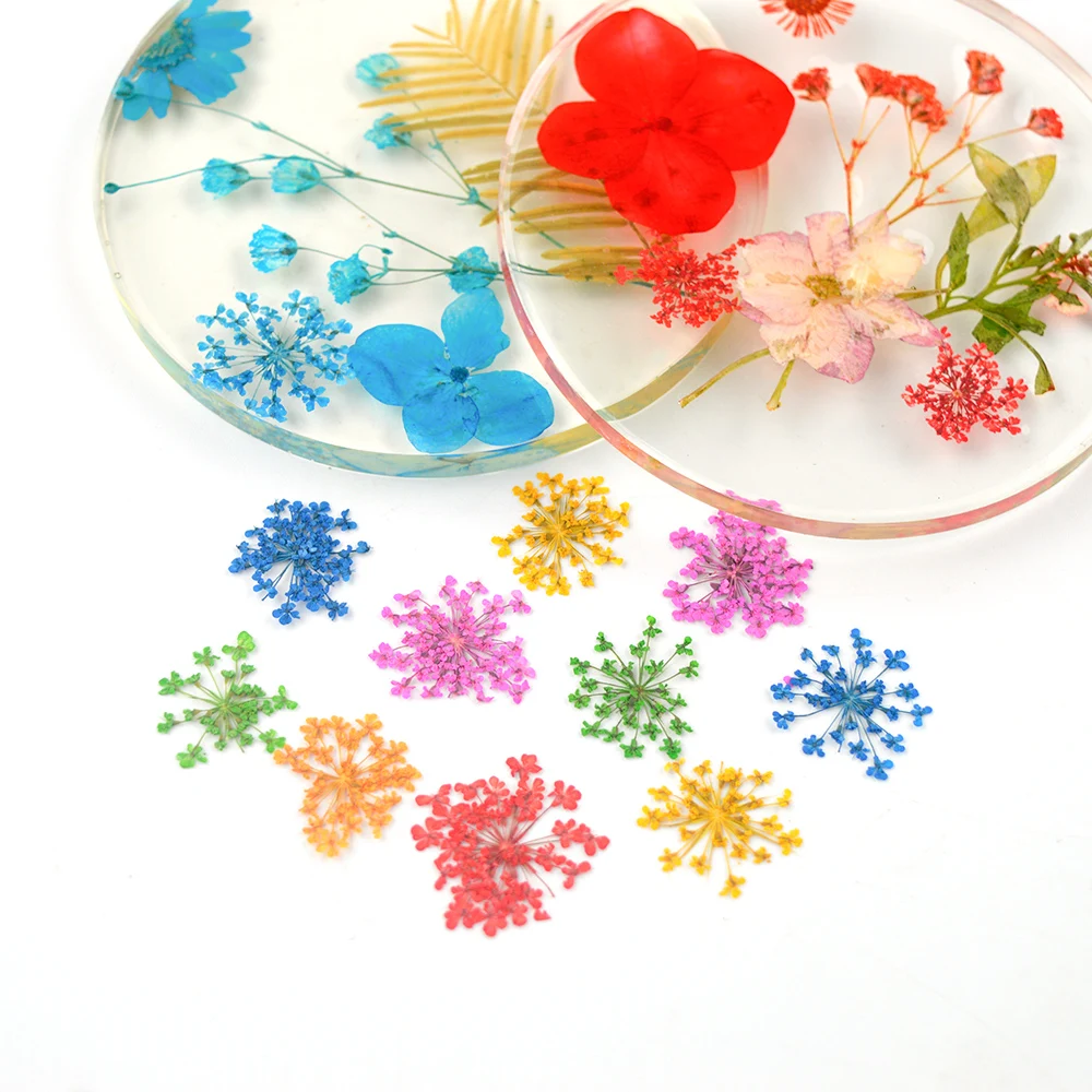 Df003 Diy Lace Dried Flowers Dry Pressed Flower Real Natural Opp Bag 15