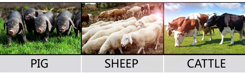 1 animal ear tags.jpg