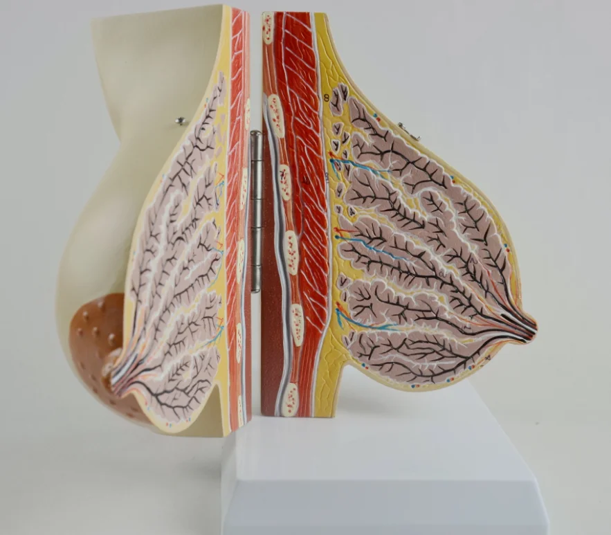 human female anatomical breast model in lactation mammary gland