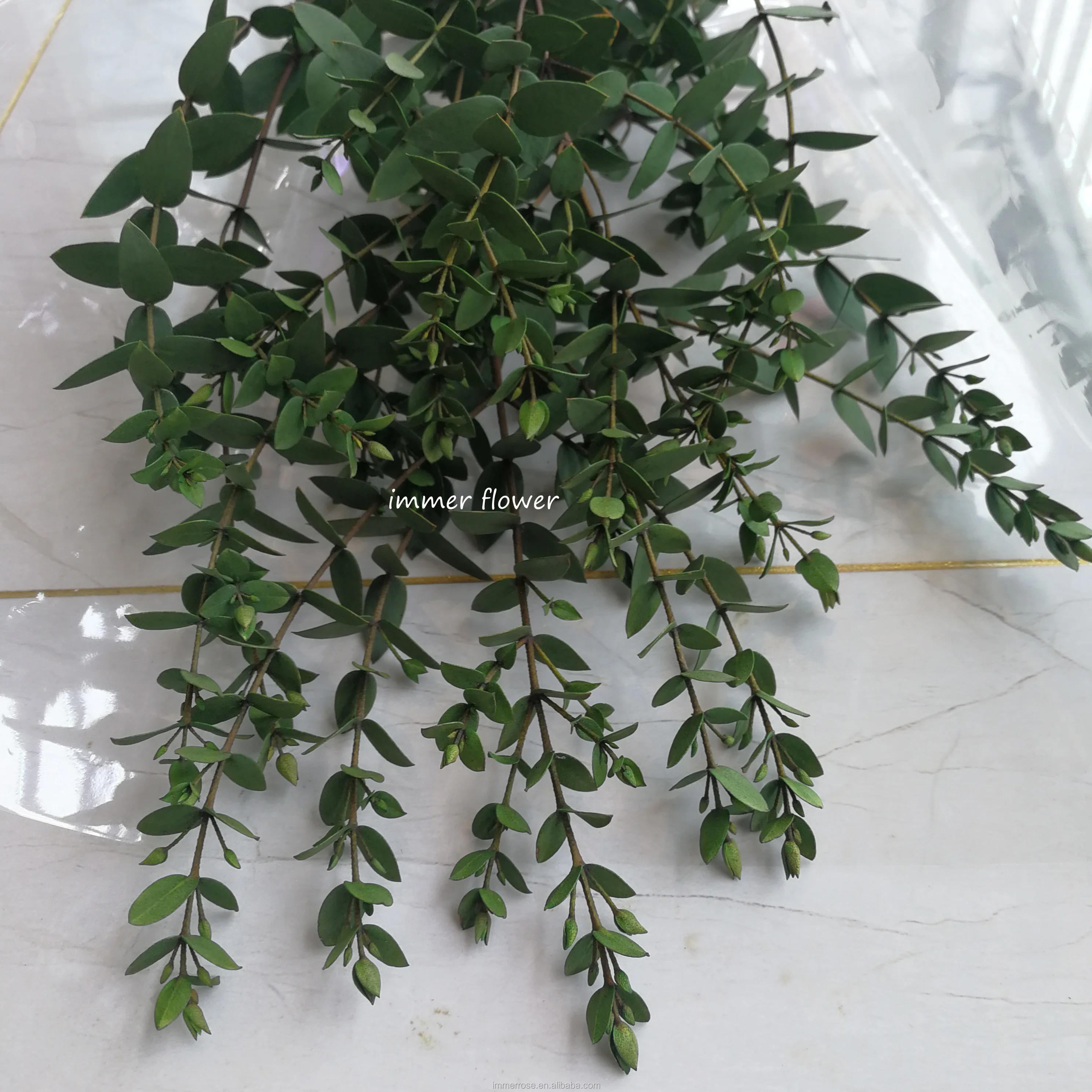 Eucalyptus Tree Green Eucalyptus Leaves For Christmas Buy Eucalyptus Leaves For Sale