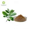 Hot sale Paraguay tea extract/Caffeine 5%/Yerba mate extract/Refresh plant extract