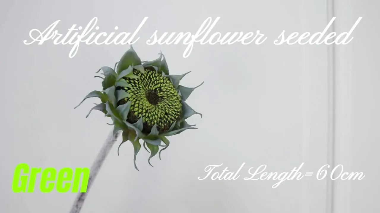 Brisa – Moço das Flores, image size:1280x720