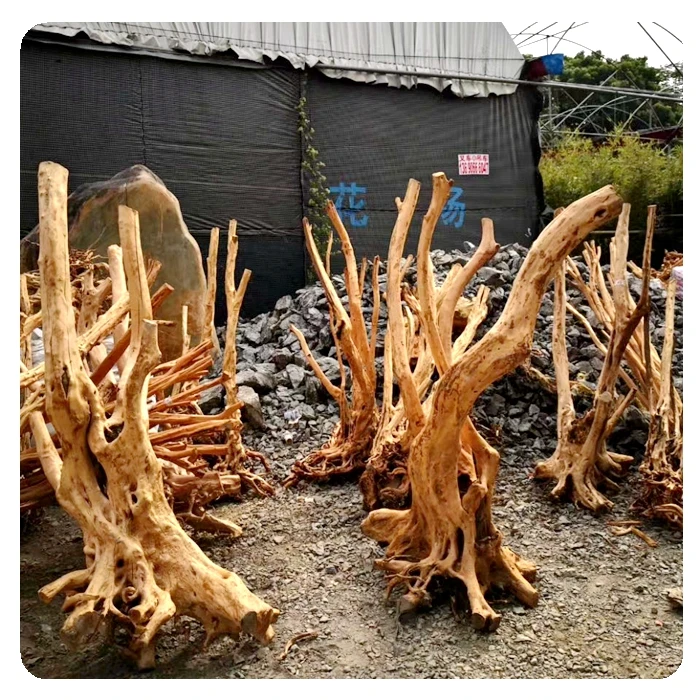 Home Decoration Garden Landscaping Large Driftwood Azalea Root - Buy Azalea  Root,Driftwood,Large Driftwood Product on Alibaba.com