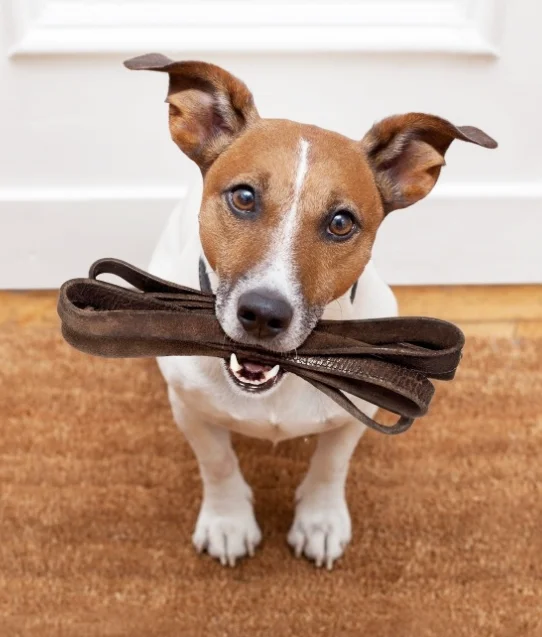 Huzhou Fpt Pet Products Co., Ltd. Pet Bed/Dog Chew Toy/Pet Collar/Pet