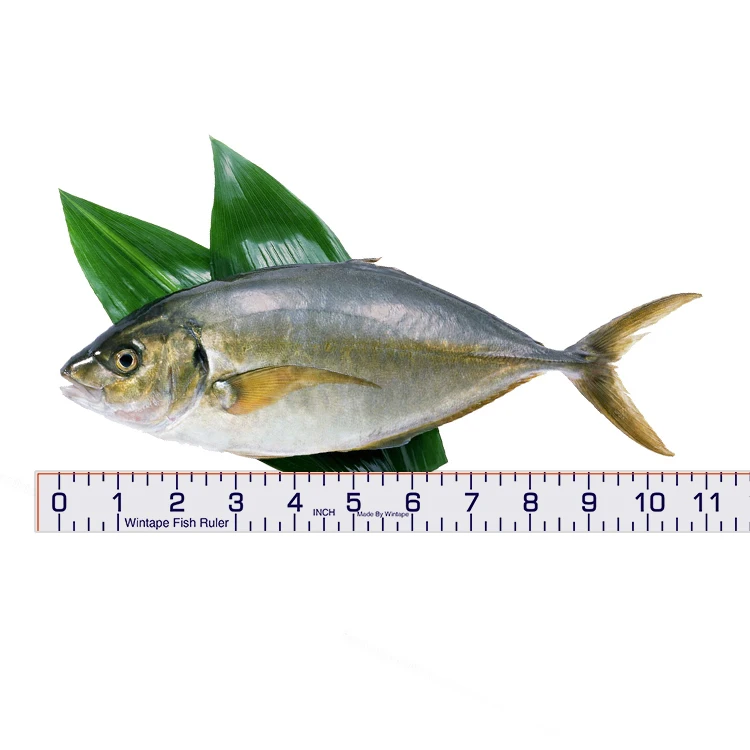 adhesive fish measuring tape