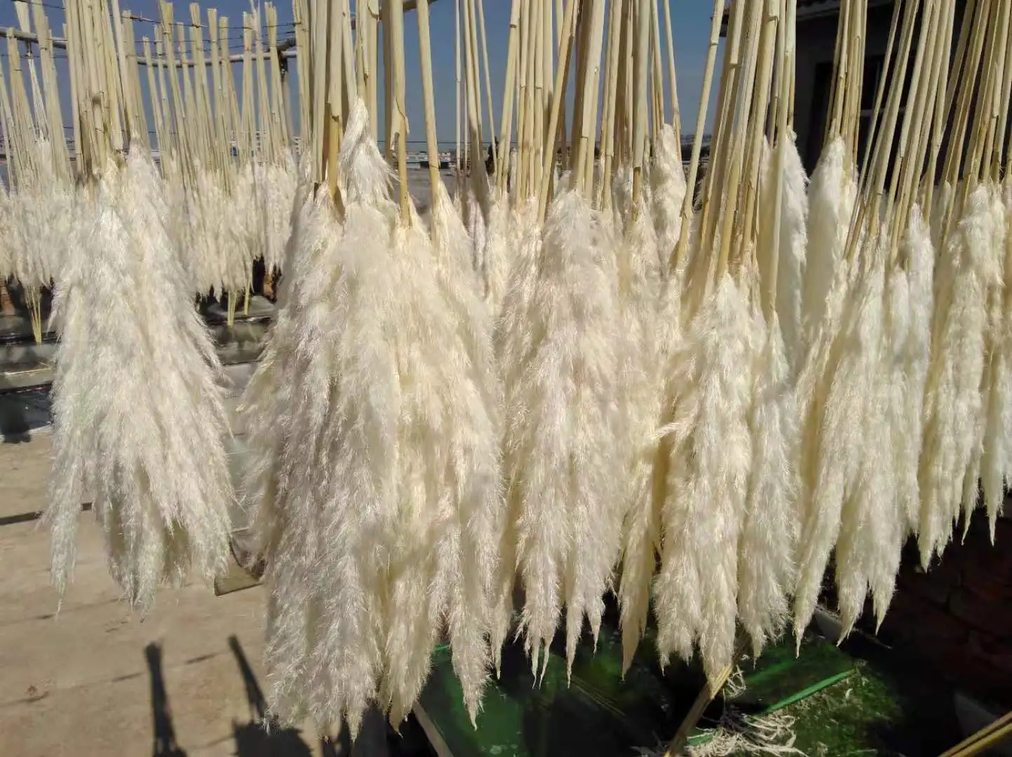 Ifg Factory Wholesale Cheapest Natural Artificial Pampas Grass